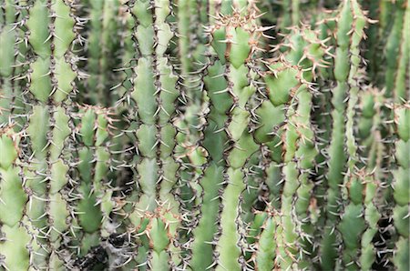 Cactus Photographie de stock - Premium Libres de Droits, Code: 600-03682015