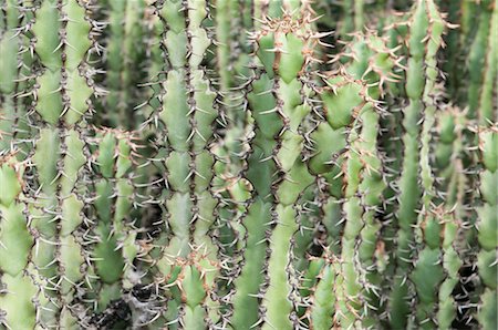 prickly plants - Cactus Stock Photo - Premium Royalty-Free, Code: 600-03682015