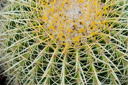 espinhoso - Barrel Cactus Foto de stock - Royalty Free Premium, Número: 600-03682017