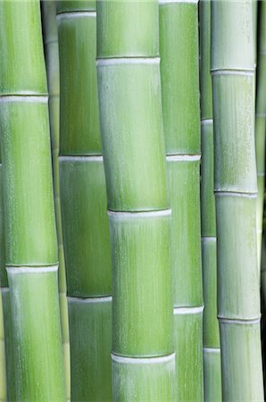Bamboo Stalks Foto de stock - Sin royalties Premium, Código: 600-03682013