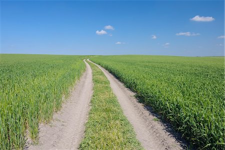 Chemins de roulement à travers les champs de blé, Andalousie, Espagne Photographie de stock - Premium Libres de Droits, Code: 600-03682254