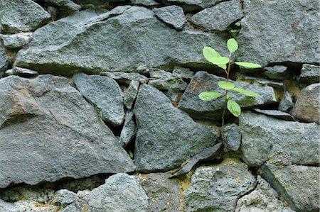 régénération - Some poussant dans le mur de pierre, Klein Auheim, Hanau, Main-Kinzig, Hesse, Allemagne Photographie de stock - Premium Libres de Droits, Code: 600-03682511
