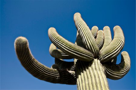 Cactus in Yuma, Yuma County, Arizona, USA Foto de stock - Sin royalties Premium, Código: 600-03696918