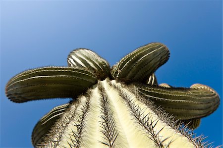 strange perspective - Cactus in Yuma, Yuma County, Arizona, USA Stock Photo - Premium Royalty-Free, Code: 600-03696919