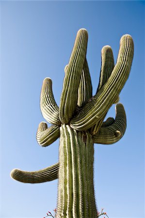 prickly plants - Cactus in Yuma, Yuma County, Arizona, USA Stock Photo - Premium Royalty-Free, Code: 600-03696921