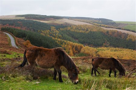 exmoor - Exmoor Ponies, Exmoor National Park, Somerset, England, United Kingdom, Europe Stock Photo - Premium Royalty-Free, Code: 600-03696959