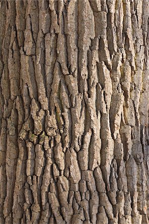 roble (madera) - Oak Bark, Aschaffenburg, Franconia, Bavaria, Germany Foto de stock - Sin royalties Premium, Código: 600-03697824