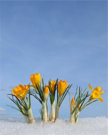 spring flowers - Crocus, Bavaria, Germany Stock Photo - Premium Royalty-Free, Code: 600-03697820