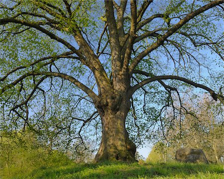 Lime Tree, Nilkheim, Aschaffenburg, Franconia, Bavaria, Germany Foto de stock - Sin royalties Premium, Código: 600-03697838