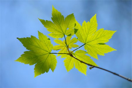 Feuilles d'érable, Aschaffenburg, Franconie, Bavière, Allemagne Photographie de stock - Premium Libres de Droits, Code: 600-03697831