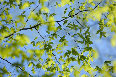 Beech Leaves, Aschaffenburg, Franconia, Bavaria, Germany Stock Photo - Premium Royalty-Free, Code: 600-03697832