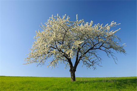 pretty tree - Cherry Tree, Odenwald, Hesse, Germany Stock Photo - Premium Royalty-Free, Code: 600-03697854