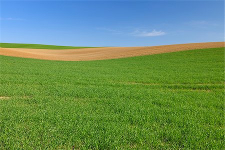 Corn Field, Reinheim, Darmstadt-Dieburg, Hesse, Germany Foto de stock - Sin royalties Premium, Código: 600-03697857