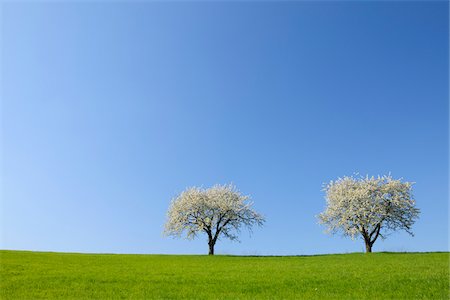 Cherry Trees, Odenwald, Hesse, Germany Stock Photo - Premium Royalty-Free, Code: 600-03697853