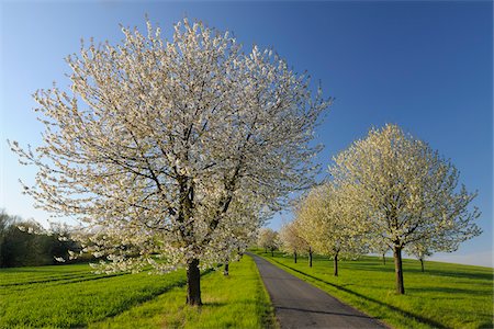 road tree flower - Path and Cherry Trees, Moembris, Aschaffenburg, Franconia, Bavaria, Germany Stock Photo - Premium Royalty-Free, Code: 600-03697865