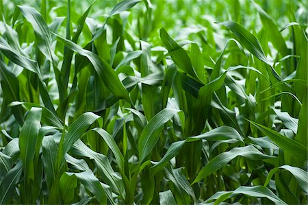 farm with corn crops - Close-up of Corn, 's-Hertogenbosch, Noord Brabant, Netherlands Stock Photo - Premium Royalty-Free, Code: 600-03698233