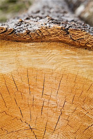 Cross-section of Log, British Columbia, Canada Foto de stock - Sin royalties Premium, Código: 600-03698369