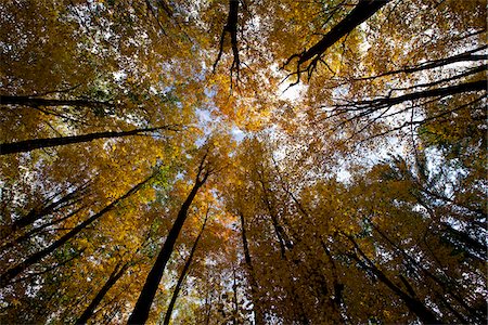 Forêt Appalachienne paysage, Virginie-occidentale, Etats-Unis Photographie de stock - Premium Libres de Droits, Code: 600-03698462