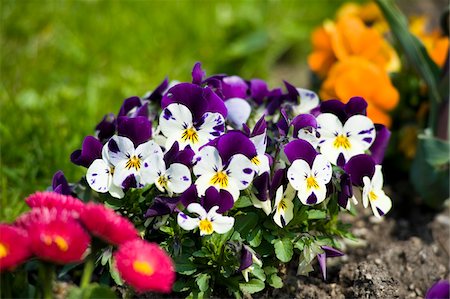 platebandes de fleur - Alto, jardin Mirabell, Salzbourg, Land de Salzbourg, Autriche Photographie de stock - Premium Libres de Droits, Code: 600-03719999