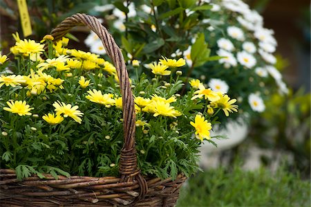 Yellow Marguerites in Basket, Salzburg, Salzburger Land, Austria Stock Photo - Premium Royalty-Free, Code: 600-03720002