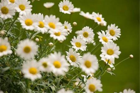 Marguerites, Salzbourg, Land de Salzbourg, Autriche Photographie de stock - Premium Libres de Droits, Code: 600-03720017