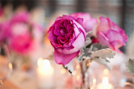 fuchsia colour - Close-up of Flowers Stock Photo - Premium Royalty-Free, Code: 600-03737665