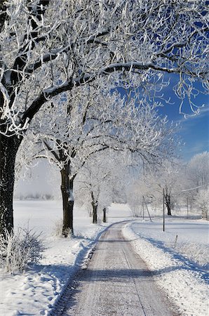 snowy road tree line - Black Forest, Schwarzwald-Baar, Baden-Wurttemberg, Germany Stock Photo - Premium Royalty-Free, Code: 600-03737697