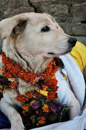 pashupatinath - Portrait de chien, Temple de Pashupatinath, Katmandou, Bagmati, Madhyamanchal, Népal Photographie de stock - Premium Libres de Droits, Code: 600-03737758