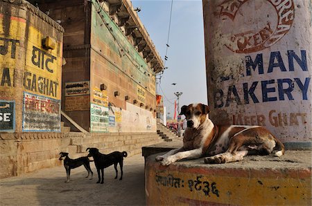 Chiens, les Ghats, Varanasi, Uttar Pradesh, Inde Photographie de stock - Premium Libres de Droits, Code: 600-03737764