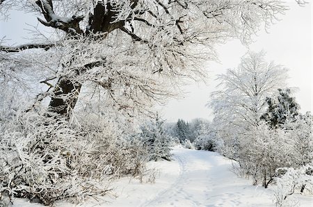 Paysage d'hiver, près de Albstadt, Jura Souabe, Bade-Wurtemberg, Allemagne Photographie de stock - Premium Libres de Droits, Code: 600-03737885