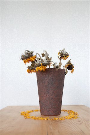 dead flowers bouquet - Shrivelled Sunflowers in Vase Stock Photo - Premium Royalty-Free, Code: 600-03738137