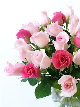 pink roses white background - Bouquet of Roses Foto de stock - Sin royalties Premium, Código: 600-03738403