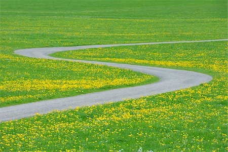 diente de león - Road through Meadow with Dandelions, Allgau, Bavaria, Germany Foto de stock - Sin royalties Premium, Código: 600-03738929