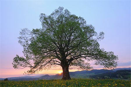 deciduous - Tilleul au printemps au lever du soleil, Heimhofen, Allgäu, Bavière, Allemagne Photographie de stock - Premium Libres de Droits, Code: 600-03738920