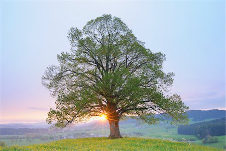 Tilleul au printemps au lever du soleil, Heimhofen, Allgäu, Bavière, Allemagne Photographie de stock - Premium Libres de Droits, Code: 600-03738921