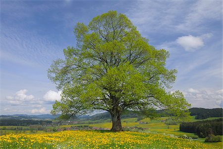 Tilleul au printemps, Heimhofen, Allgäu, Bavière, Allemagne Photographie de stock - Premium Libres de Droits, Code: 600-03738922