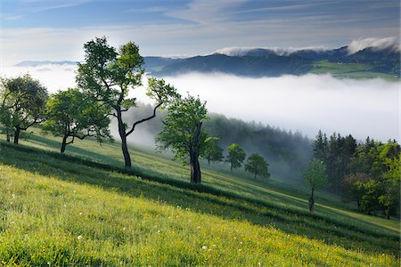 Morning Mist over Landscape, Voralpenblick, Waidhofen an der Ybbs, Mostviertel, Lower Austria, Austria Foto de stock - Royalty Free Premium, Número: 600-03738935