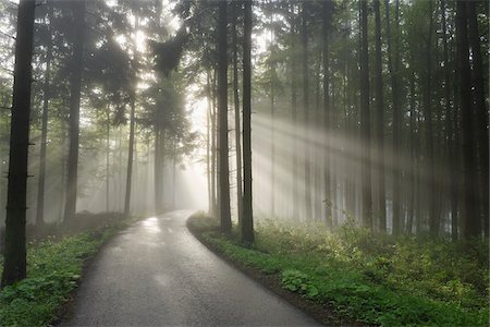 strahlen - Straße mit Sonnenstrahlen durch die Bäume im Frühling, Mostviertel, Niederösterreich, Österreich Stockbilder - Premium RF Lizenzfrei, Bildnummer: 600-03738936