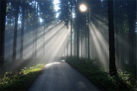 rayon de lumière - Route avec des rayons de soleil à travers les arbres au printemps, Mostviertel, Basse-Autriche, Autriche Photographie de stock - Premium Libres de Droits, Code: 600-03738937