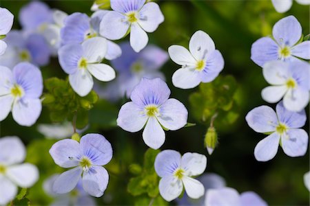 purple spring flowers - Veronica Officinalis, Allgau, Bavaria Germany Stock Photo - Premium Royalty-Free, Code: 600-03738930