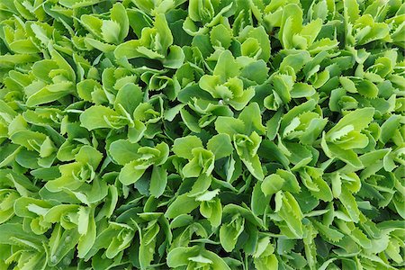 simsearch:600-03738964,k - Showy Stonecrop, Baden-Wurttemberg, Germany Foto de stock - Sin royalties Premium, Código: 600-03738963