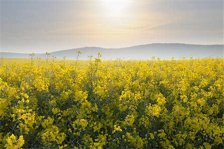 farm canola - Canola Field in Morning, Roellbach, Spessart Range, Bavaria, Germany Foto de stock - Sin royalties Premium, Código: 600-03738997