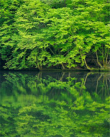 surface - Forest Reflected in Lake, Odenwald, Hesse, Germany Stock Photo - Premium Royalty-Free, Code: 600-03762444