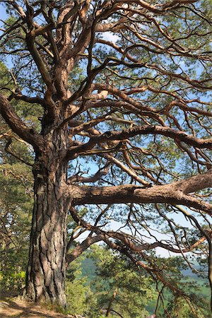 pine branch - Mountain Pine, Hochstein, Dahn, Pfaelzerwald, Rhineland-Palatinate, Germany Stock Photo - Premium Royalty-Free, Code: 600-03762457