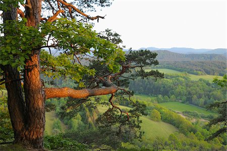 evergreen tree - Mountain Pine, Hochstein, Dahn, Pfalzerwald, Rhineland-Palatinate, Germany Stock Photo - Premium Royalty-Free, Code: 600-03762458