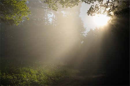 Sun Shining into Forest Clearing, Busenberg, Pfalzerwald, Rhineland-Palatinate, Germany Stock Photo - Premium Royalty-Free, Code: 600-03762450