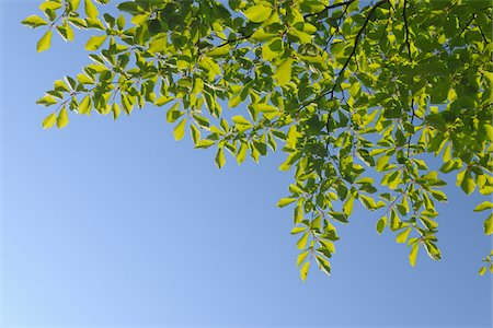 Beech Leaves in Spring, Hinterweidenthal, Pfalzerwald, Rhineland-Palatinate, Germany Foto de stock - Sin royalties Premium, Código: 600-03762451