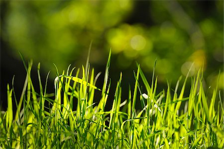 Blades of Grass, Nothweiler, Rhineland-Palatinate, Germany Foto de stock - Sin royalties Premium, Código: 600-03762470