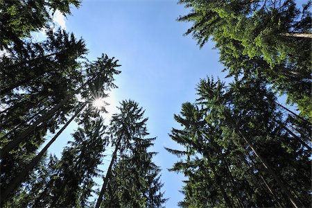 sky low angle view nobody - Sun through Coniferous Forest, Pfalzerwald, Rhineland-Palatinate, Germany Stock Photo - Premium Royalty-Free, Code: 600-03762489