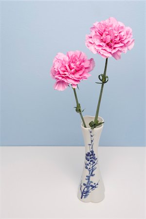 still life flower on colored background - Carnations in Vase Stock Photo - Premium Royalty-Free, Code: 600-03762554